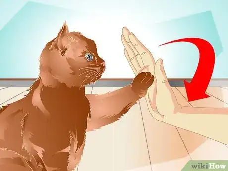 Image intitulée Teach a Cat to "High Five" Step 20